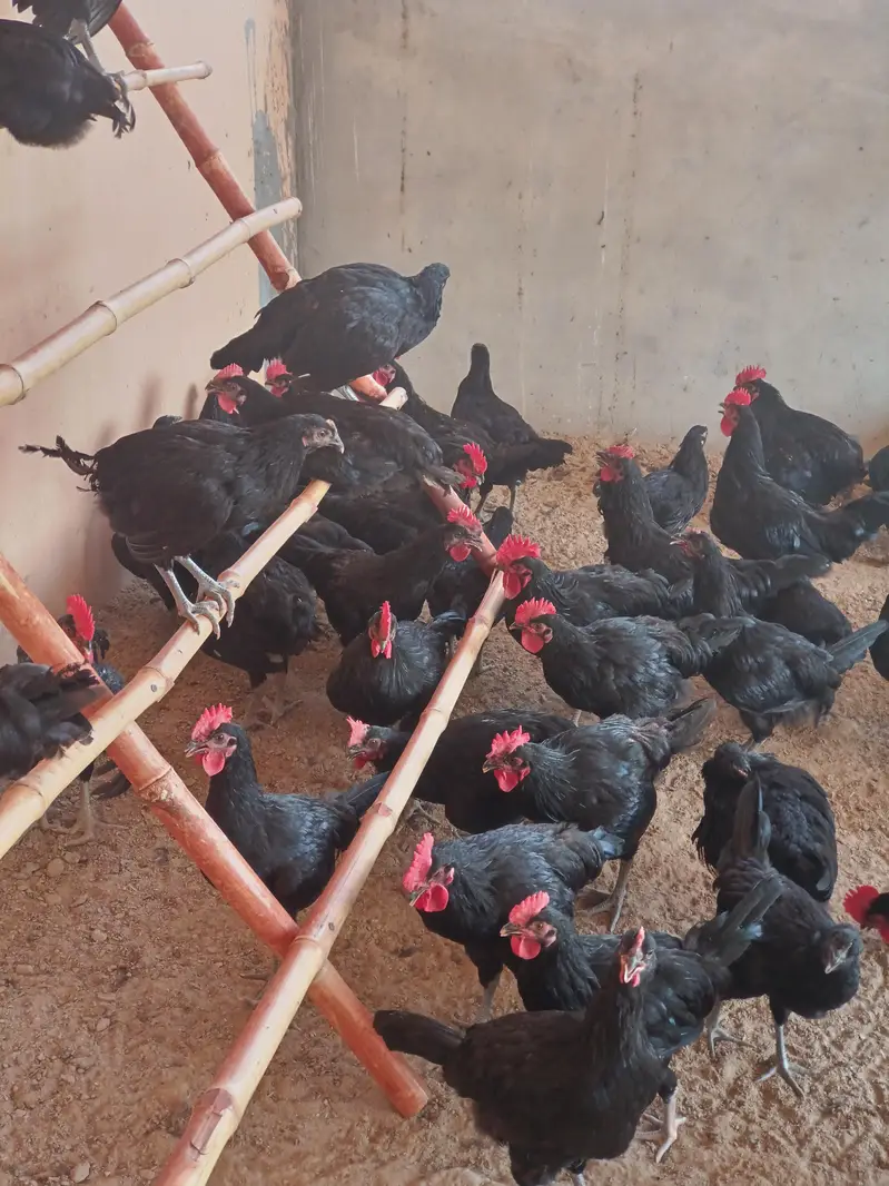 Black Australorp — photo 5