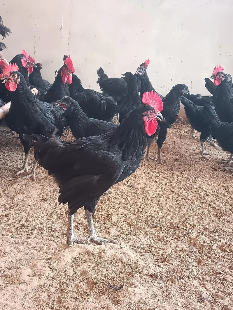 Black Australorp — photo 6