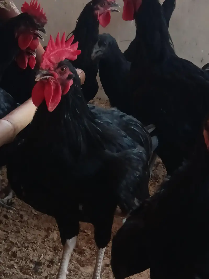 Black Australorp — photo 7