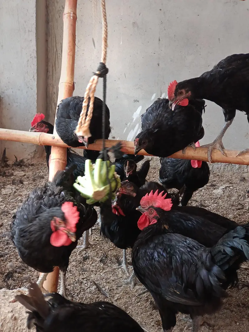 Black Australorp — photo 8