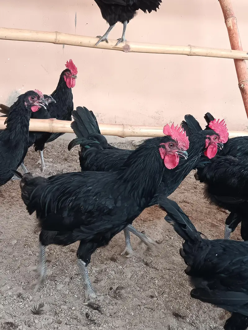 Black Australorp — photo 9