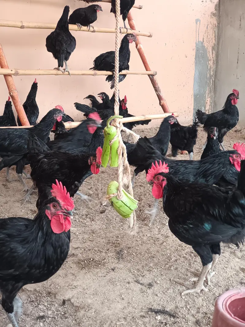 Black Australorp — photo 10