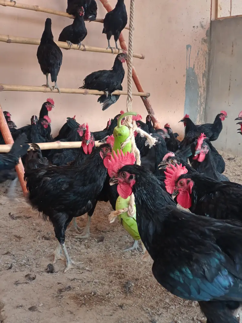 Black Australorp — photo 11