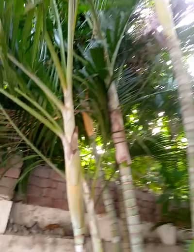 Golden palm