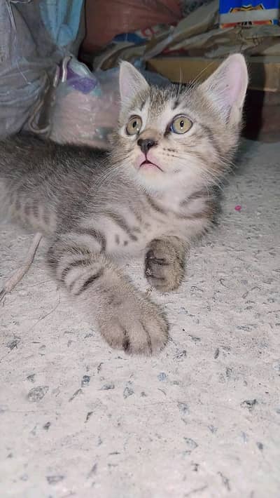 Kitten for sale