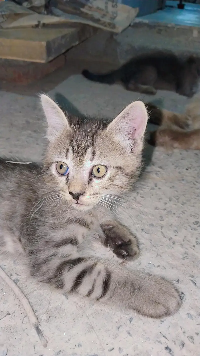 Kitten for sale — photo 2