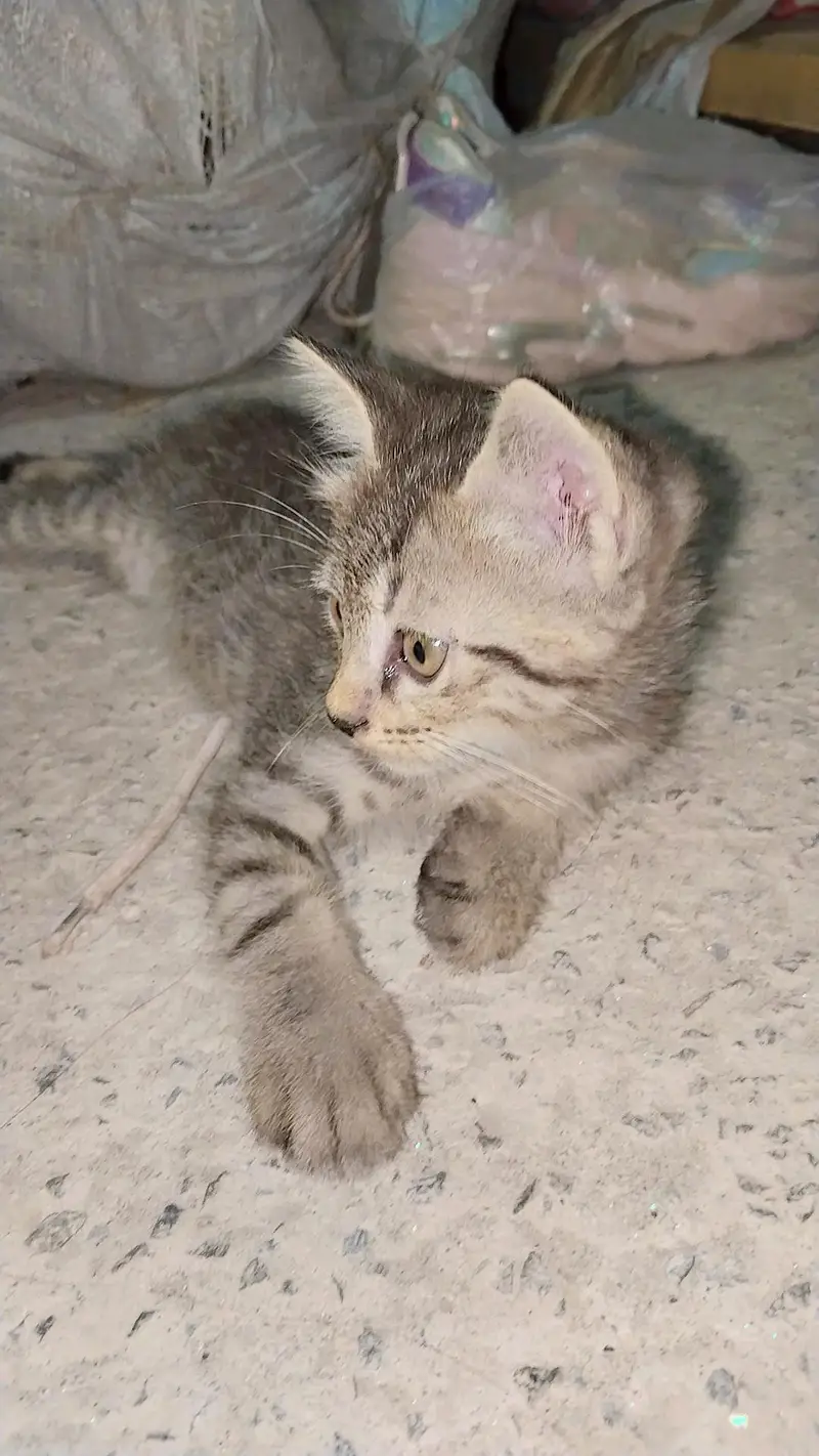 Kitten for sale — photo 3