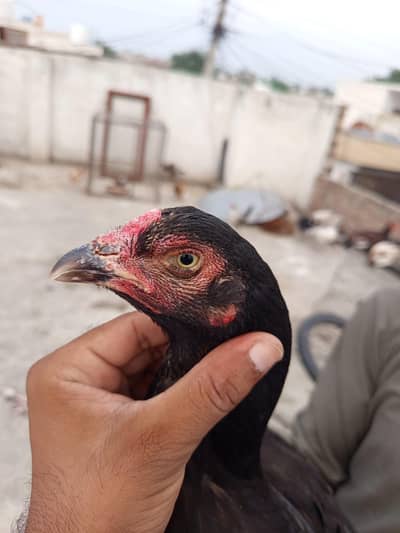 بلیک مادی فارسیل
