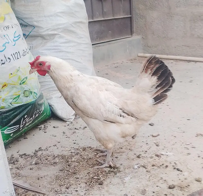 misri murga / misri murgi / golden misri / hens / murgi / murga / hen — photo 2