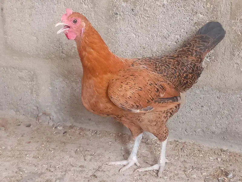 misri murga / misri murgi / golden misri / hens / murgi / murga / hen — photo 3
