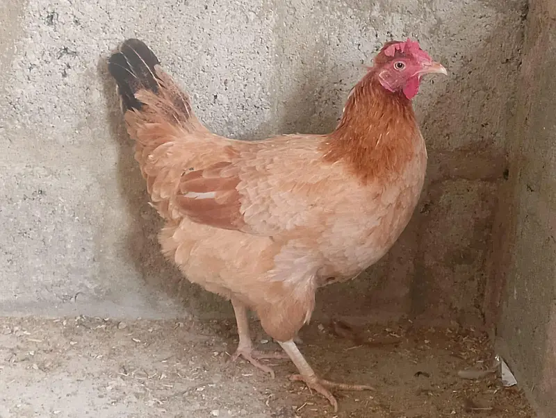 misri murga / misri murgi / golden misri / hens / murgi / murga / hen — photo 4