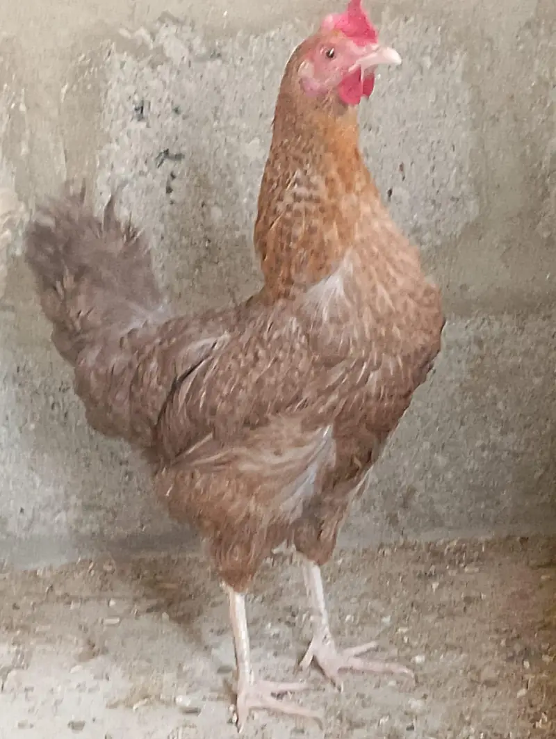 misri murga / misri murgi / golden misri / hens / murgi / murga / hen — photo 5