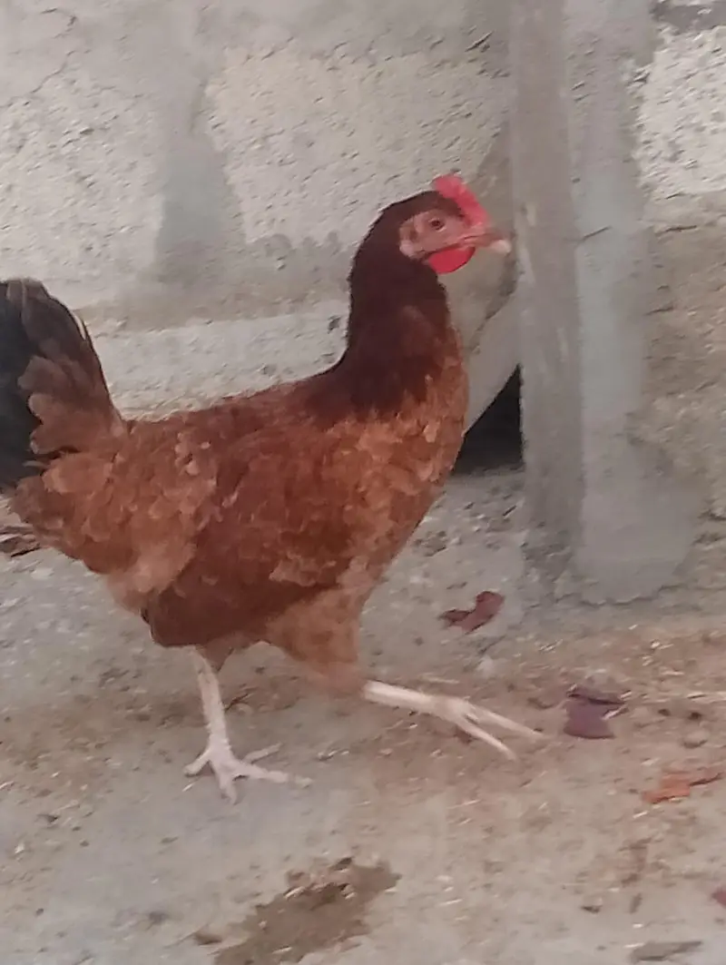 misri murga / misri murgi / golden misri / hens / murgi / murga / hen — photo 6