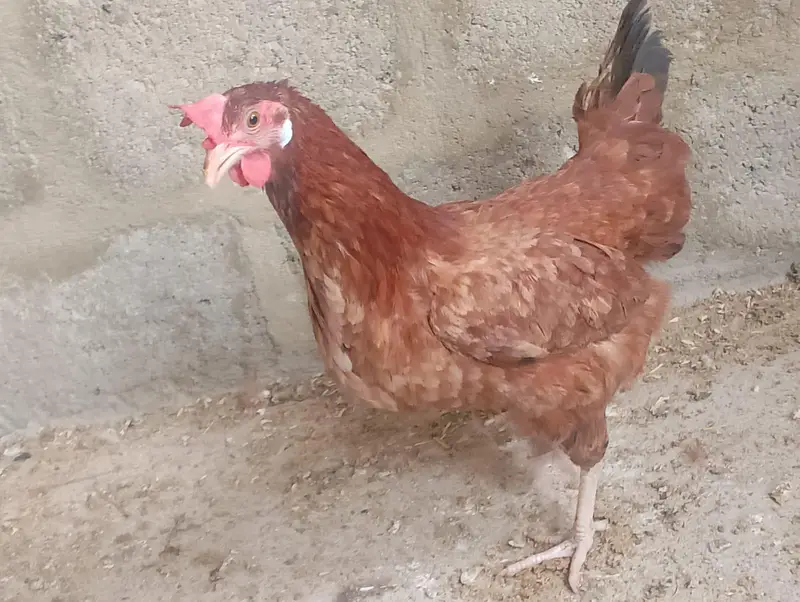misri murga / misri murgi / golden misri / hens / murgi / murga / hen — photo 7