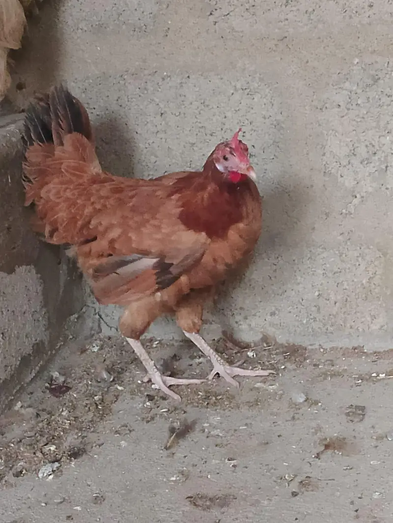 misri murga / misri murgi / golden misri / hens / murgi / murga / hen — photo 8