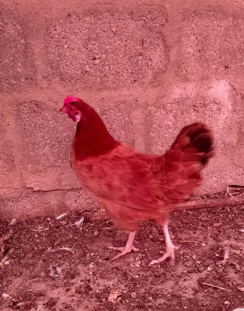 misri murga / misri murgi / golden misri / hens / murgi / murga / hen — photo 9