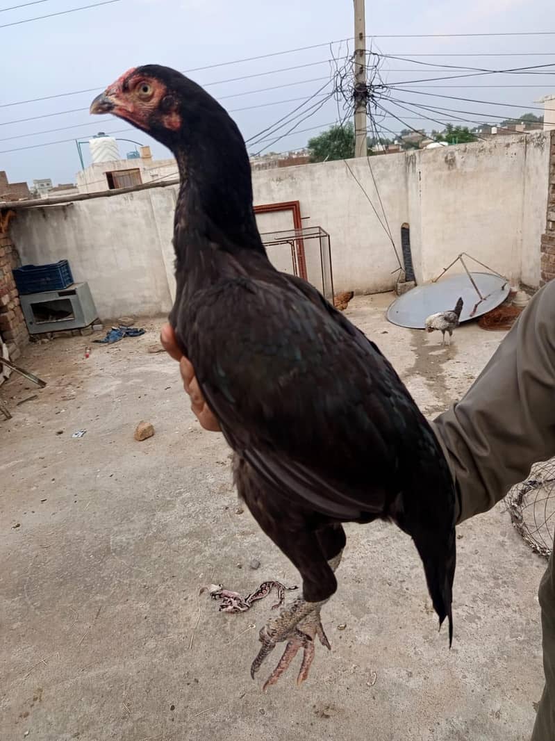 بلیک مادی فارسیل 1