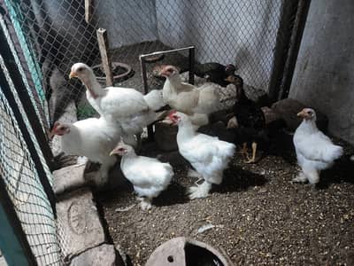6 white buff and 1 aseel female