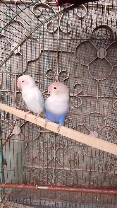 lovebird breader pair
