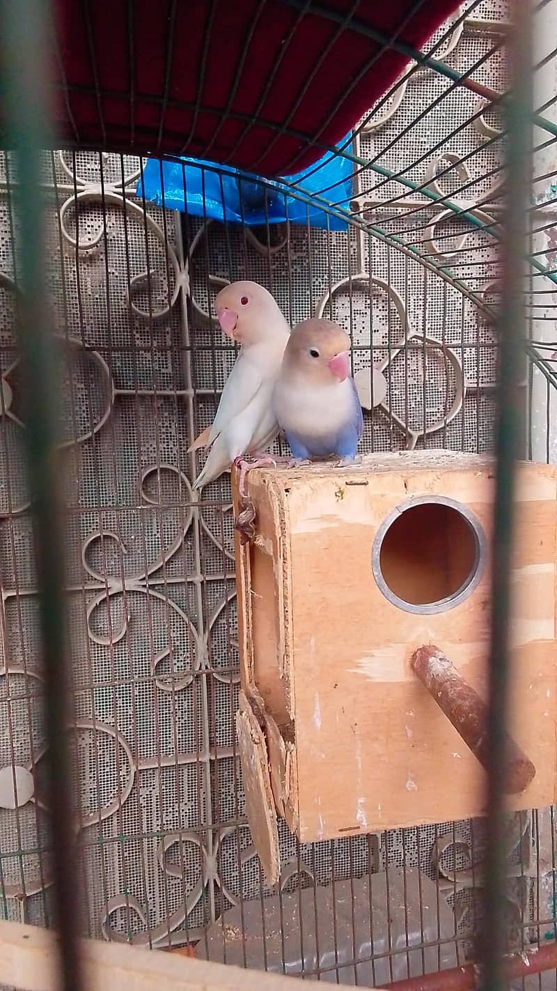 lovebird breader pair 1