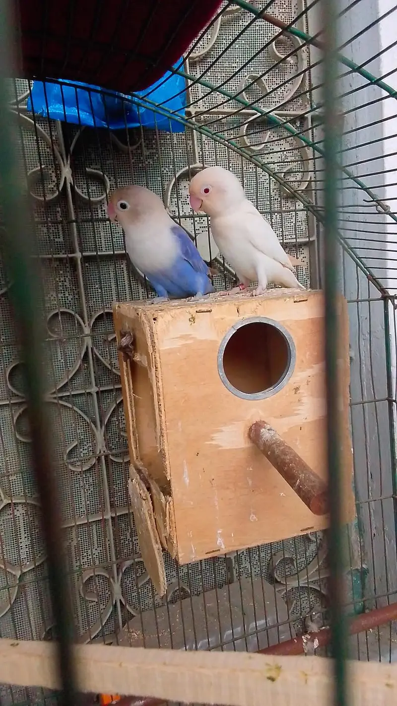 lovebird breader pair — photo 3