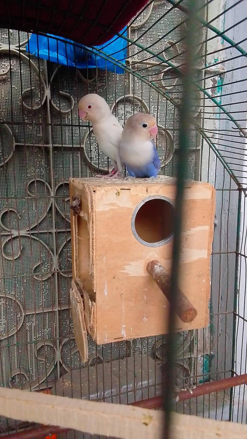 lovebird breader pair 3