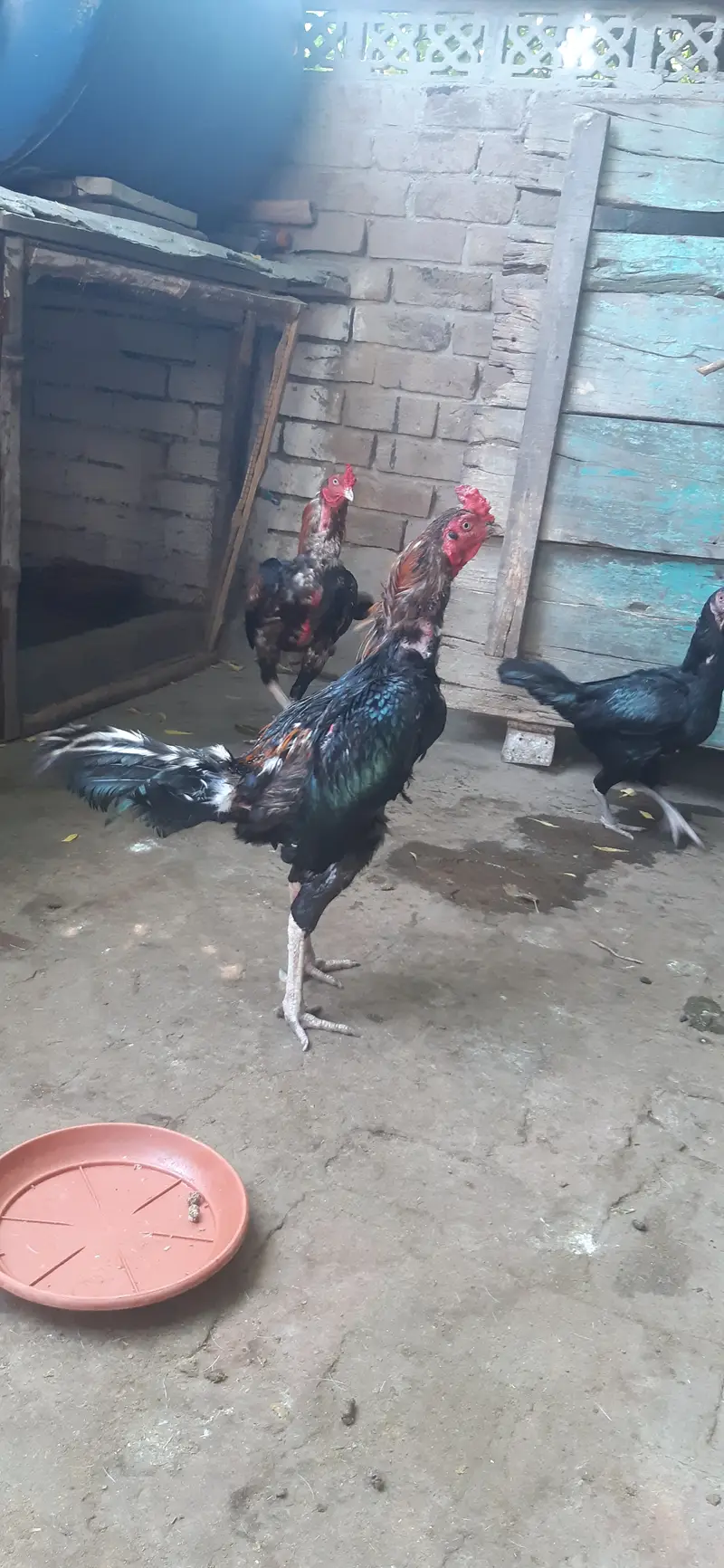 Lasani aseel — photo 3