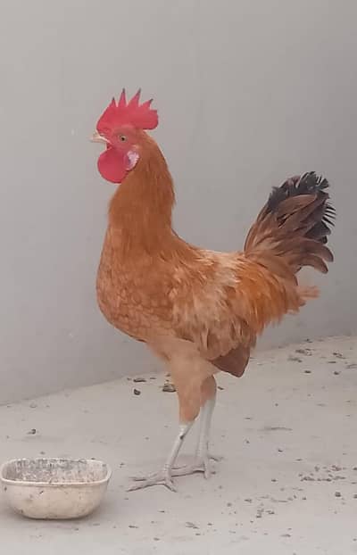 misri murga / misri murgi / golden misri / hens / murgi / murga / hen