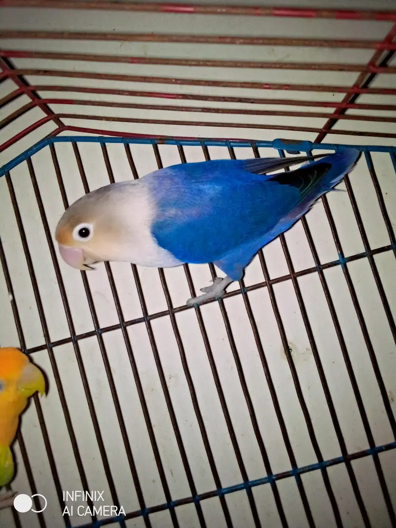 breeder female ha 2 female no pair 4sale no exchange — photo 2