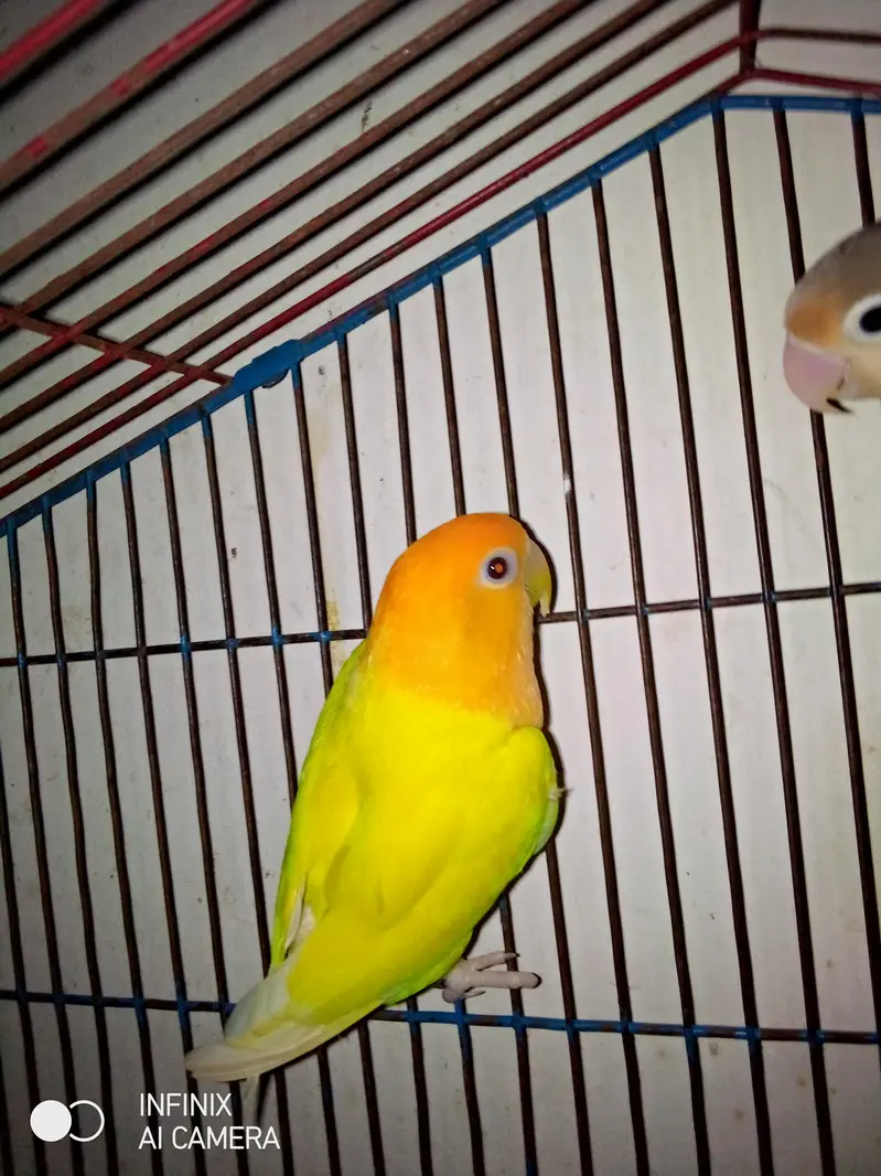breeder female ha 2 female no pair 4sale no exchange — photo 3