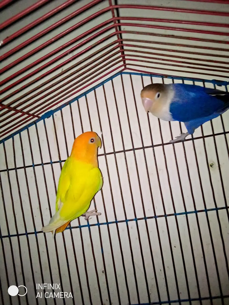 breeder female ha 2 female no pair 4sale no exchange — photo 4