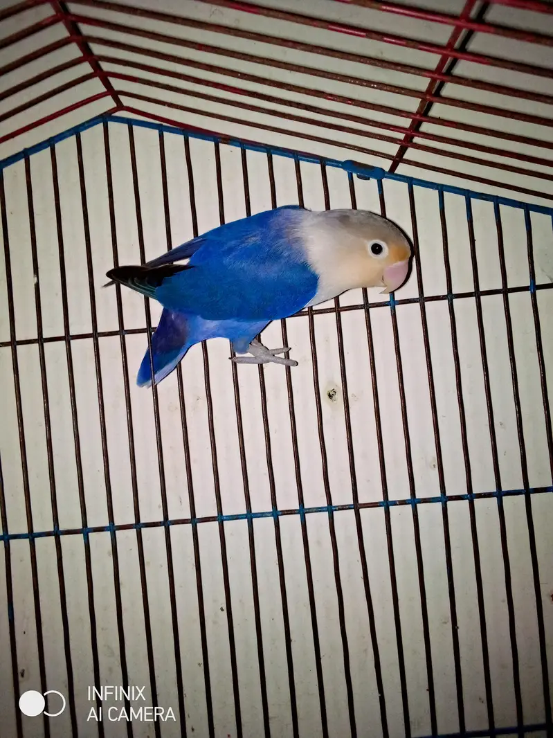 breeder female ha 2 female no pair 4sale no exchange — photo 5