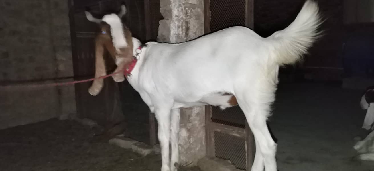 bakra for seal 1