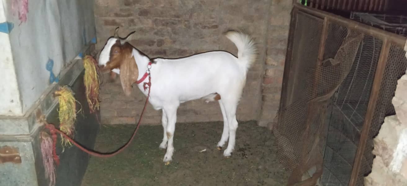 bakra for seal 2