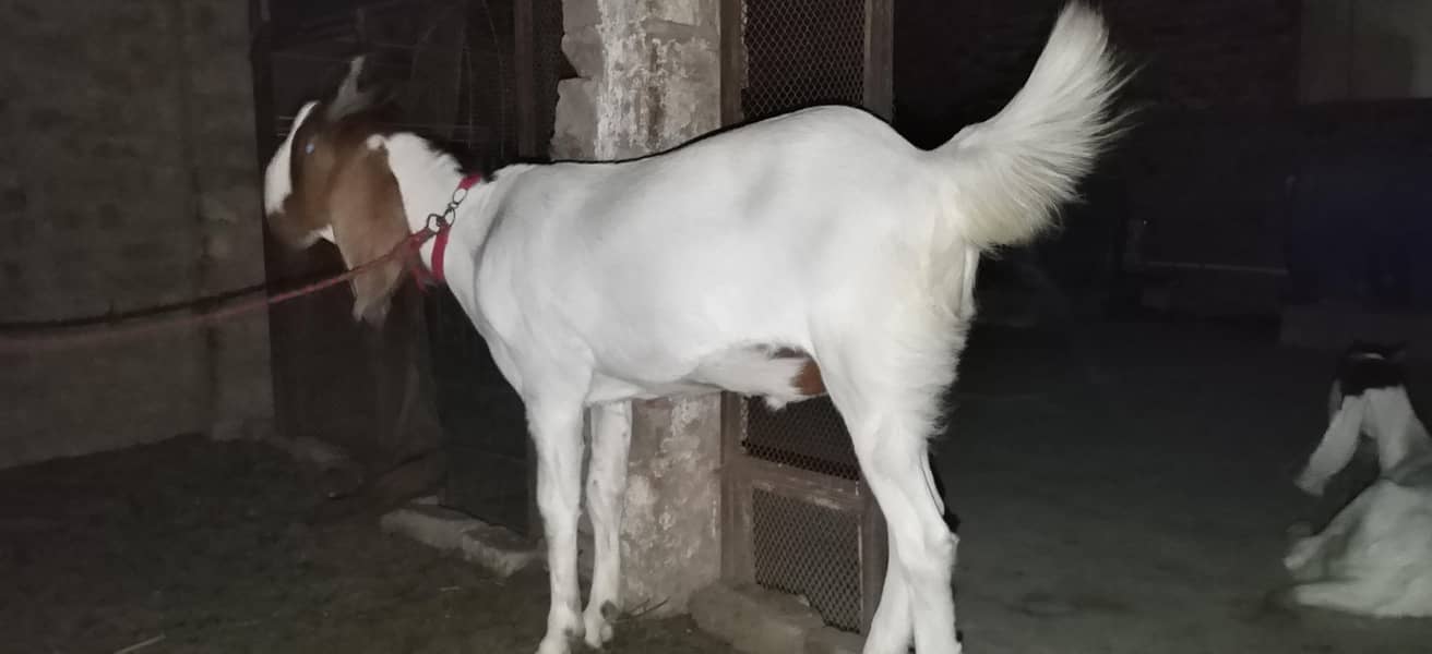 bakra for seal 3
