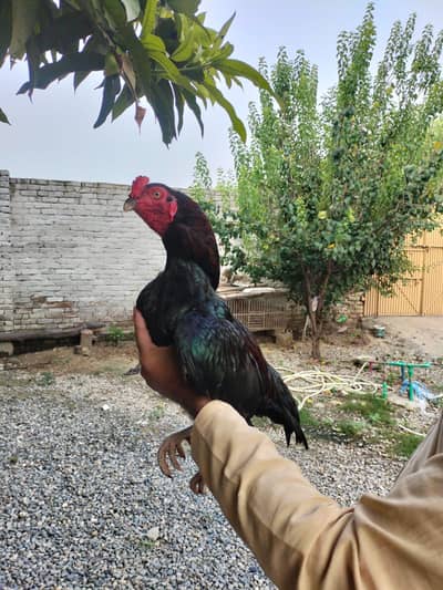 Aseel Kaala Laakha Patha for sale 2800g huga