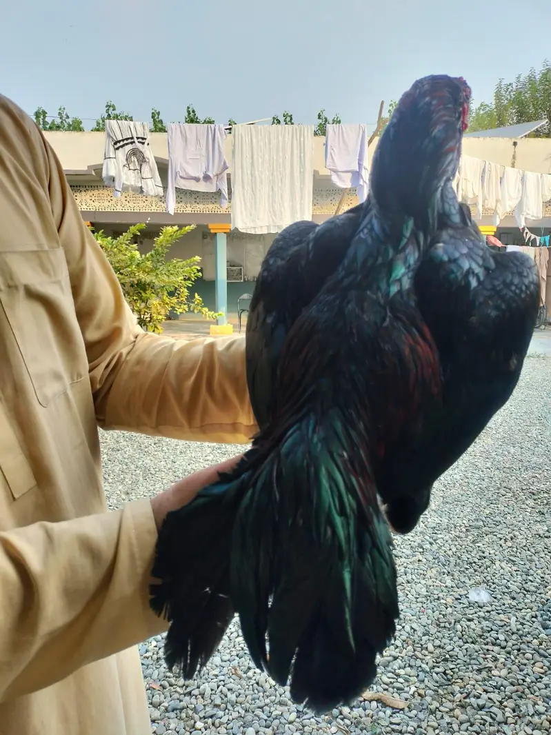 Aseel Kaala Laakha Patha for sale 2800g huga — photo 2