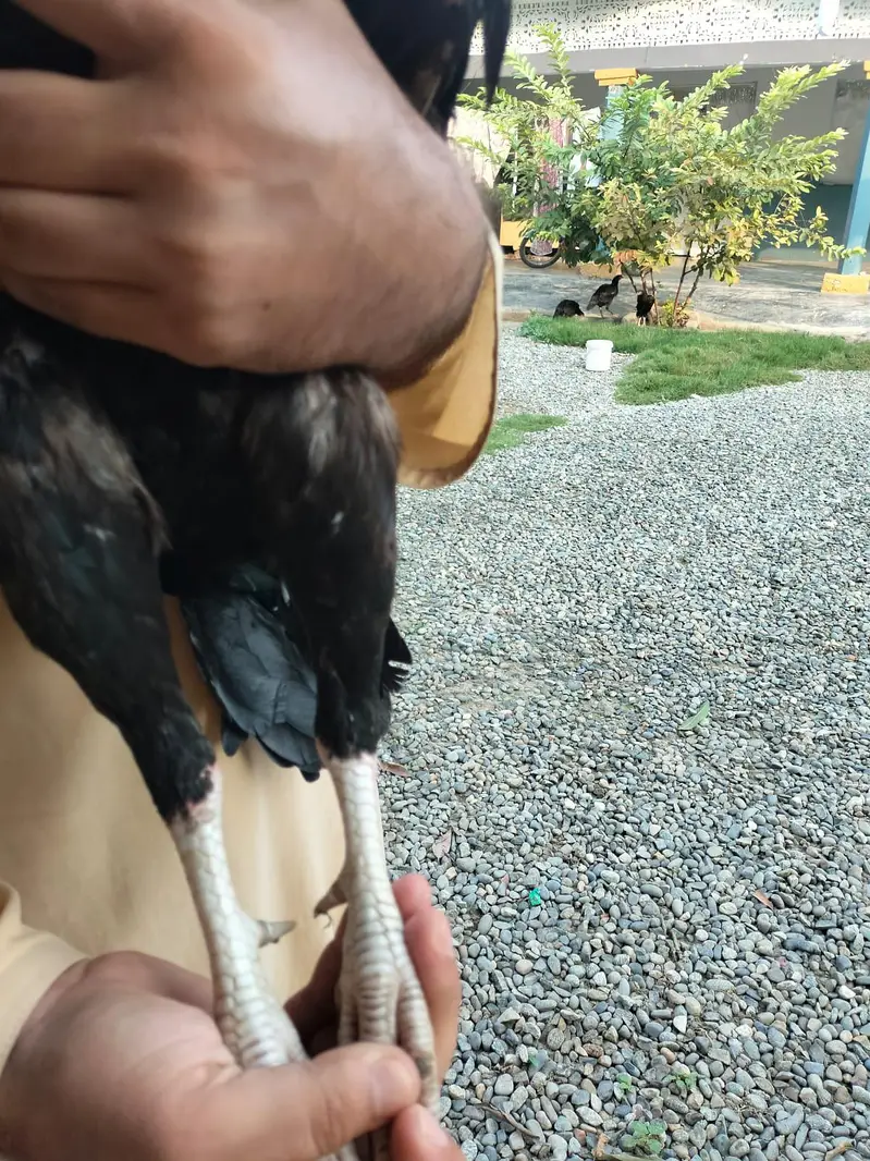 Aseel Kaala Laakha Patha for sale 2800g huga — photo 3