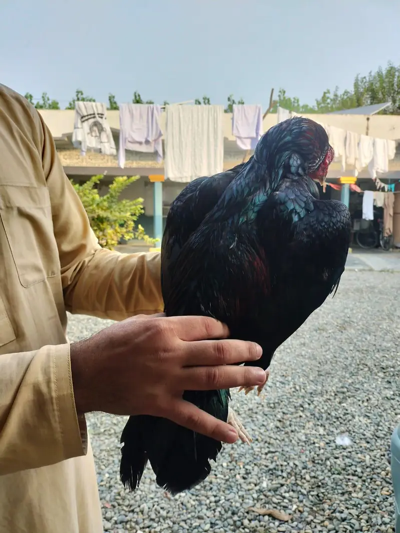 Aseel Kaala Laakha Patha for sale 2800g huga — photo 4