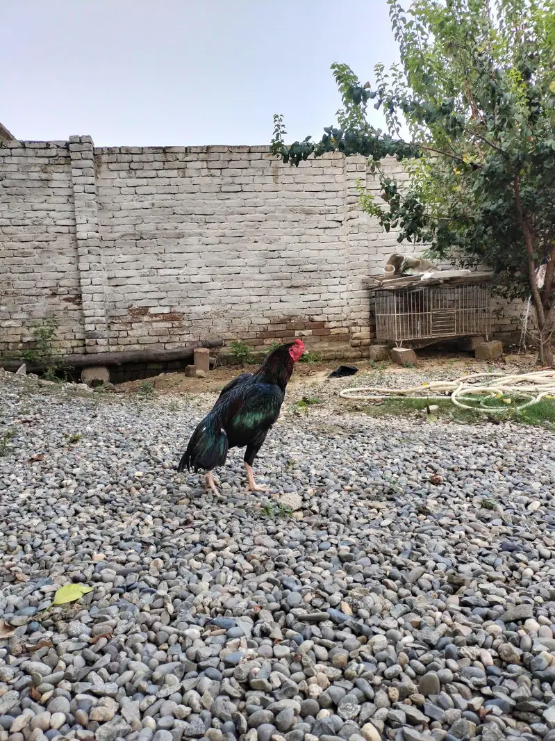 Aseel Kaala Laakha Patha for sale 2800g huga — photo 5