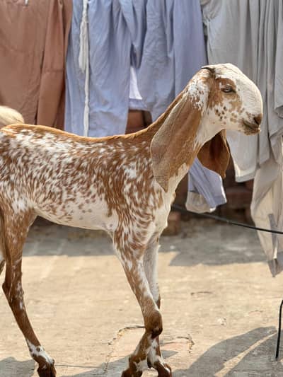 bakri