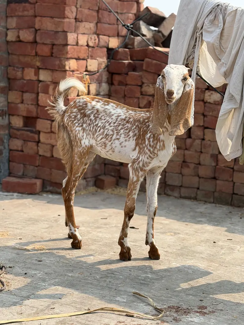 bakri — photo 2
