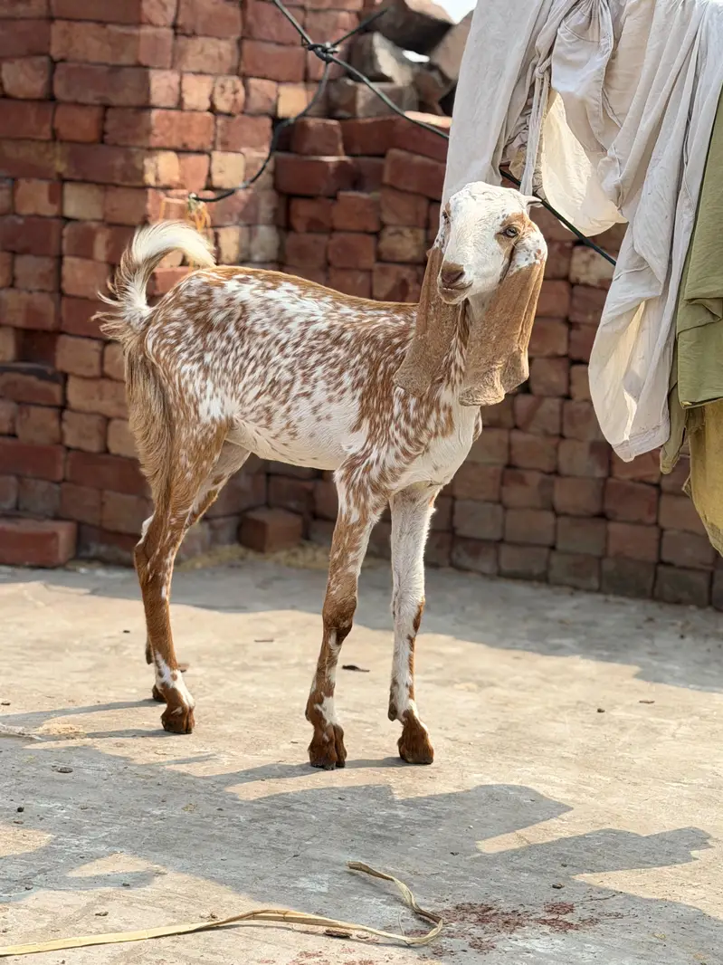 bakri — photo 3