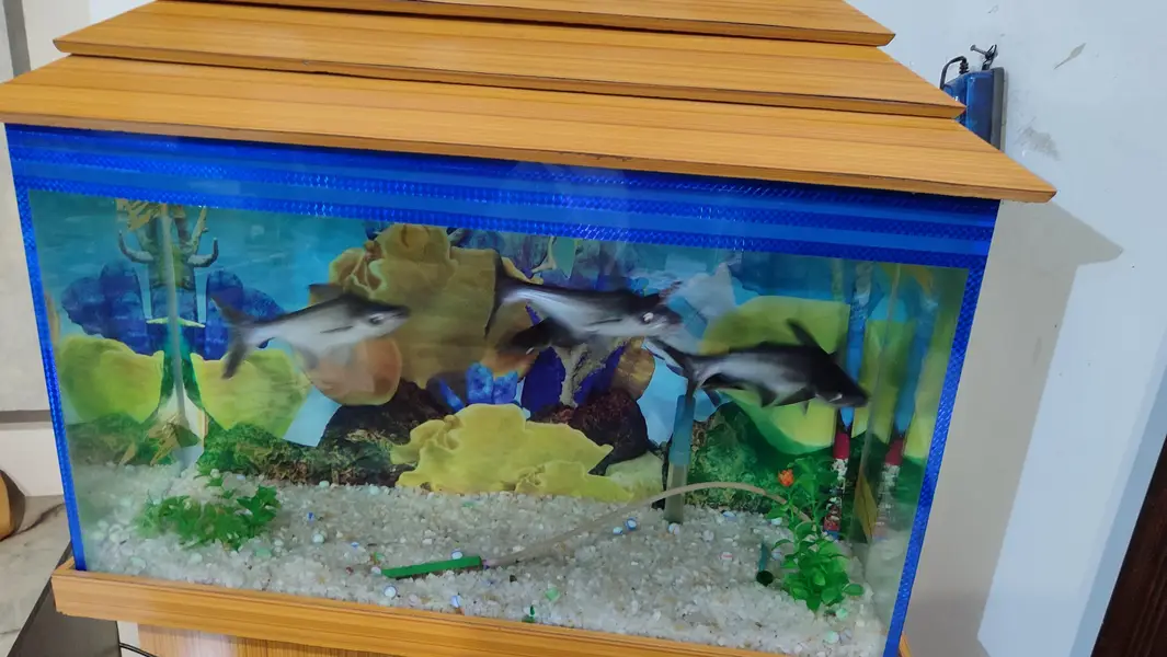 Fish Aquarium — photo 3