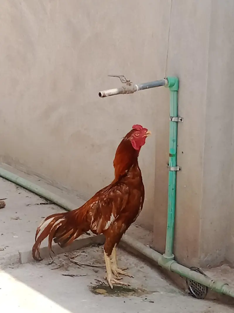 good aseel ha special badama khila kar Pala ha — photo 5