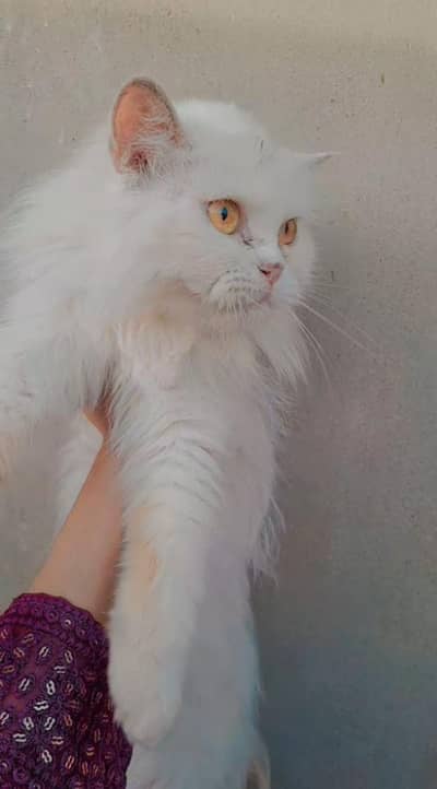 Persian semi punch