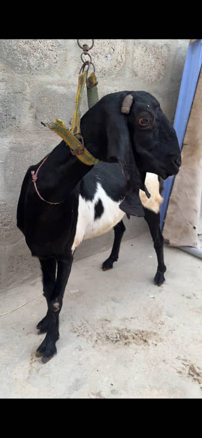 Tapari female