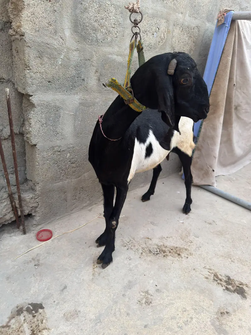 Tapari female — photo 2