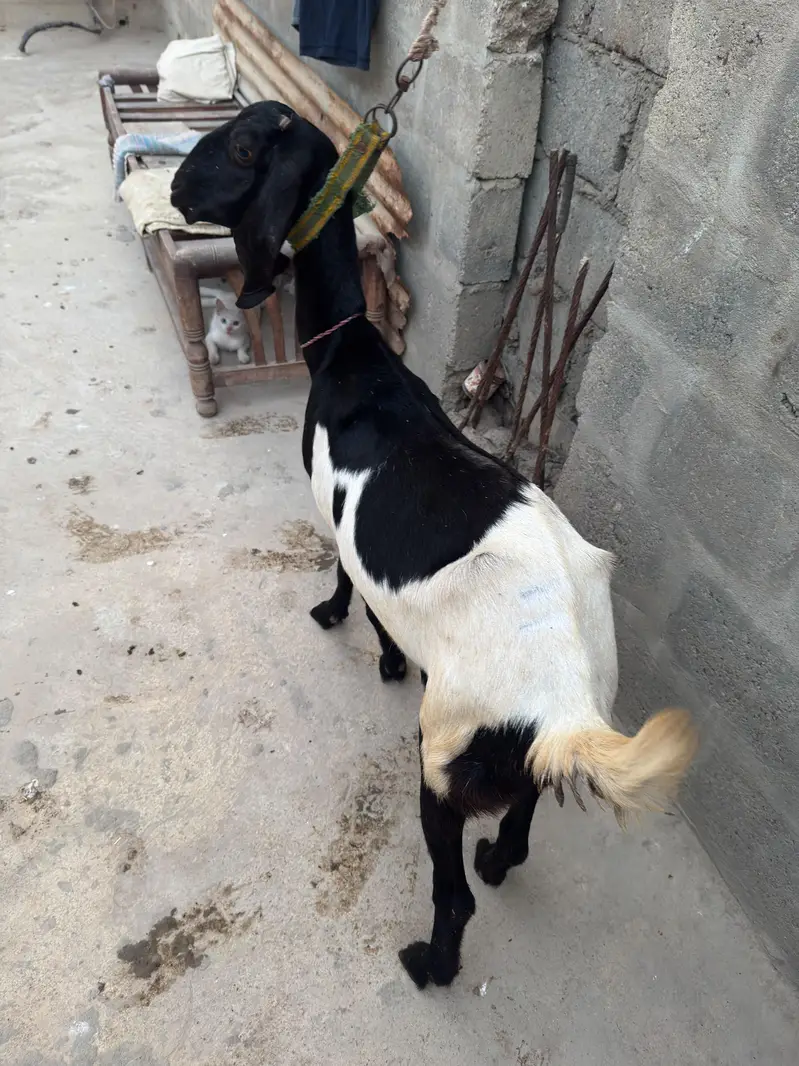 Tapari female — photo 3