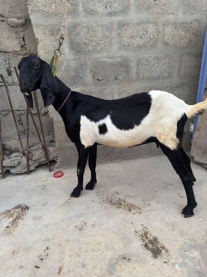 Tapari female — photo 4